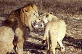 Image du Maroc Professionnelle de  MAX un jeune lion de l'atlas âgé de 7 ans effectue sa première sortie de cage depuis sa naissance, il est accompagné d'une lionne âgée de 5 ans qui avait déjà donnée naissance à 3 petits au zoo de Temara près de Rabat, le 27 Avril 1999. (Photo / Abdeljalil Bounhar) 